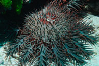 Crown-of-thorn starfish / Acanthaster planci / Turtle Gully, Juli 07, 2007 (1/125 sec at f / 10, 17 mm)