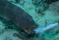 Leopard coral grouper / Plectropomus leopardus / Turtle Gully, Juli 07, 2007 (1/125 sec at f / 10, 62 mm)