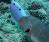 Leopard coral grouper / Plectropomus leopardus / Turtle Gully, Juli 07, 2007 (1/125 sec at f / 10, 62 mm)