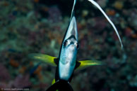 Longfin Bannerfish / Heniochus acuminatus / Tenement I, Juli 09, 2007 (1/100 sec at f / 8,0, 62 mm)