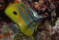 Long-Beaked Coralfish / Chelmon rostratus / Tenement I, Juli 09, 2007 (1/100 sec at f / 8,0, 62 mm)