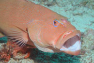 Leopard coral grouper / Plectropomus leopardus / Heron Island, Juli 09, 2007 (1/100 sec at f / 8,0, 62 mm)