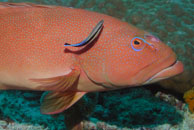 Leopard coral grouper / Plectropomus leopardus / Heron Island, Juli 09, 2007 (1/100 sec at f / 8,0, 62 mm)