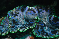 Giant Clam / Tridacna maxima / Coral Grotto, Juli 10, 2007 (1/160 sec at f / 9,0, 62 mm)