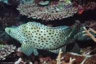 Barramundi Cod / Cromileptes altivelis / Coral Grotto, Juli 10, 2007 (1/125 sec at f / 9,0, 34 mm)