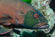 Leopard coral grouper / Plectropomus leopardus / Coral Grotto, Juli 10, 2007 (1/160 sec at f / 9,0, 62 mm)