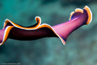 Flatworm / Pseudobiceros hancockanus / Blue Pools, Juli 11, 2007 (1/125 sec at f / 9,0, 62 mm)