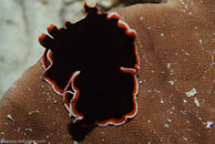 Flatworm / Pseudobiceros hancockanus / Blue Pools, Juli 11, 2007 (1/125 sec at f / 9,0, 62 mm)