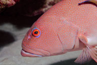 Leopard coral grouper / Plectropomus leopardus / Blue Pools, Juli 11, 2007 (1/125 sec at f / 9,0, 62 mm)