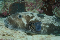 Star Puffer / Arothron stellatus / Blue Pools, Juli 11, 2007 (1/125 sec at f / 9,0, 38 mm)