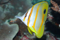 Beaked Coralfish / Chelmon rostratus / Tenement I, Juli 12, 2007 (1/125 sec at f / 9,0, 105 mm)