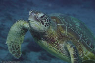 Green turtle / Chelonia mydas / Coral Grotto, Juli 13, 2007 (1/200 sec at f / 6,3, 62 mm)