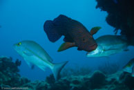 Leopard coral grouper / Plectropomus leopardus / Coral Grotto, Juli 13, 2007 (1/125 sec at f / 6,3, 62 mm)