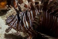 Red lionfish / Pterois volitans / Coral Grotto, Juli 13, 2007 (1/200 sec at f / 6,3, 62 mm)