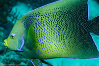 Semicircle Angelfish / Pomacanthus semicirculatus / Blue Pools, Juli 13, 2007 (1/160 sec at f / 6,3, 62 mm)