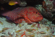 Coral Grouper / Cephalopholis miniata / Blue Pools, Juli 13, 2007 (1/160 sec at f / 6,3, 62 mm)