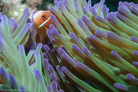 Pink Anemonefish / Amphiprion perideraion / Cascades, Juli 14, 2007 (1/160 sec at f / 6,3, 62 mm)