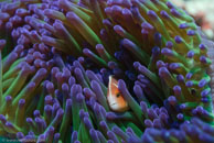 Pink Anemonefish / Amphiprion perideraion / Cascades, Juli 14, 2007 (1/160 sec at f / 6,3, 62 mm)