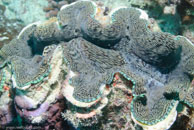 Giant Clam / Tridacna maxima / Cascades, Juli 14, 2007 (1/160 sec at f / 6,3, 34 mm)