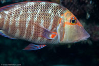 Sweetlip Emperor / Lethrinus miniatus / Cascades, Juli 14, 2007 (1/160 sec at f / 6,3, 62 mm)