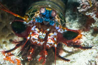 Mantis Shrimp / Odontodactylus scyllarus / Tenement I, Juli 15, 2007 (1/160 sec at f / 10, 105 mm)