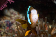 Barrier Reef Anemonefish / Amphiprion akindynos / Tenement I, Juli 15, 2007 (1/160 sec at f / 10, 105 mm)