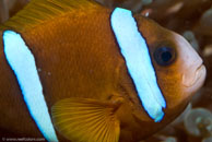 Barrier Reef Anemonefish / Amphiprion akindynos / Tenement I, Juli 15, 2007 (1/160 sec at f / 10, 105 mm)