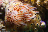 Nudibranch / Chromodoris kuniei / Tenement I, Juli 15, 2007 (1/160 sec at f / 10, 105 mm)