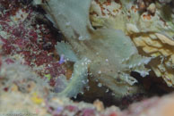 Leaf Scorpionfish / Taenianotus triacanthus / Tenement I, Juli 15, 2007 (1/160 sec at f / 10, 105 mm)