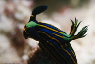 Nudibranch / Tambja victoriae / Tenement I, Juli 15, 2007 (1/160 sec at f / 10, 105 mm)