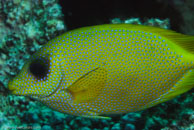 Pacific Coral Rabbitfish / Siganus corallinus / Gorgonia Hole, Juli 15, 2007 (1/160 sec at f / 10, 105 mm)