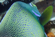 Semicircle Angelfish / Pomacanthus semicirculatus / Gorgonia Hole, Juli 15, 2007 (1/125 sec at f / 7,1, 105 mm)