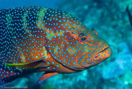 Coral Grouper / Cephalopholis miniata / Gorgonia Hole, Juli 15, 2007 (1/125 sec at f / 7,1, 105 mm)