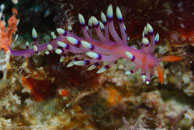 Nudibranch / Flabellina / Gorgonia Hole, Juli 15, 2007 (1/125 sec at f / 7,1, 105 mm)