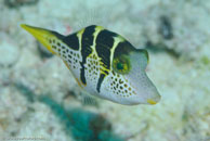 Mimic Leatherjacket / Paraluteres prionurus / Gorgonia Hole, Juli 15, 2007 (1/125 sec at f / 7,1, 105 mm)