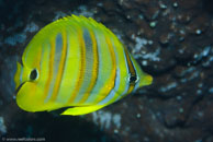 Goldbarred Butterflyfish / Chaetodon rainfordi / Gorgonia Hole, Juli 15, 2007 (1/125 sec at f / 7,1, 105 mm)