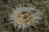 Mud sagartia / Sagartia troglodytes / Kabbelaarsrif, August 16, 2008 (1/100 sec at f / 13, 62 mm)