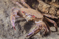 Velvet Swimming Crab / Necora puber / Kabbelaarsrif, August 16, 2008 (1/100 sec at f / 10, 62 mm)