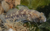 Black goby / Gobius niger / Kabbelaarsrif, August 16, 2008 (1/100 sec at f / 10, 62 mm)