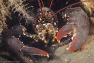 European Lobster / Homarus gammarus / Kabbelaarsrif, August 16, 2008 (1/100 sec at f / 10, 62 mm)