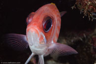 Squirrelfish / Holocentrus adscensionis / Blue Reef Diving, März 15, 2008 (1/100 sec at f / 14, 105 mm)