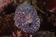 Spotted Moray / Gymnothorax moringa / Blue Reef Diving, März 15, 2008 (1/100 sec at f / 14, 105 mm)