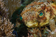 Balloonfish / Diodon holocanthus / Blue Reef Diving, März 15, 2008 (1/100 sec at f / 14, 105 mm)