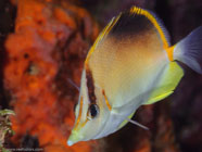 Bank Butterflyfish / Chaetodon aya / Marina Hemingway, März 19, 2008 (1/100 sec at f / 13, 105 mm)