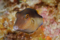 Sharpnose Puffer / Canthigaster rostrata / Marina Hemingway, März 19, 2008 (1/100 sec at f / 13, 105 mm)