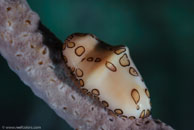 Flamingo tongue / Cyphoma gibbosum / Marina Hemingway, März 19, 2008 (1/100 sec at f / 13, 105 mm)