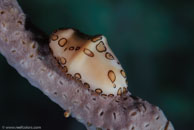 Flamingo tongue / Cyphoma gibbosum / Marina Hemingway, März 19, 2008 (1/100 sec at f / 13, 105 mm)