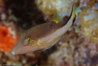 Sharpnose Puffer / Canthigaster rostrata / Marina Hemingway, März 19, 2008 (1/100 sec at f / 13, 105 mm)