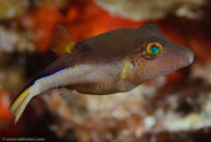 Sharpnose Puffer / Canthigaster rostrata / Marina Hemingway, März 19, 2008 (1/100 sec at f / 13, 105 mm)