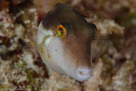 Sharpnose Puffer / Canthigaster rostrata / Marina Hemingway, März 19, 2008 (1/100 sec at f / 13, 105 mm)